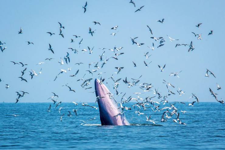 Experiencia Avistamiento de ballenas (Hotel+Tour) Ostar Grupo Hotelero